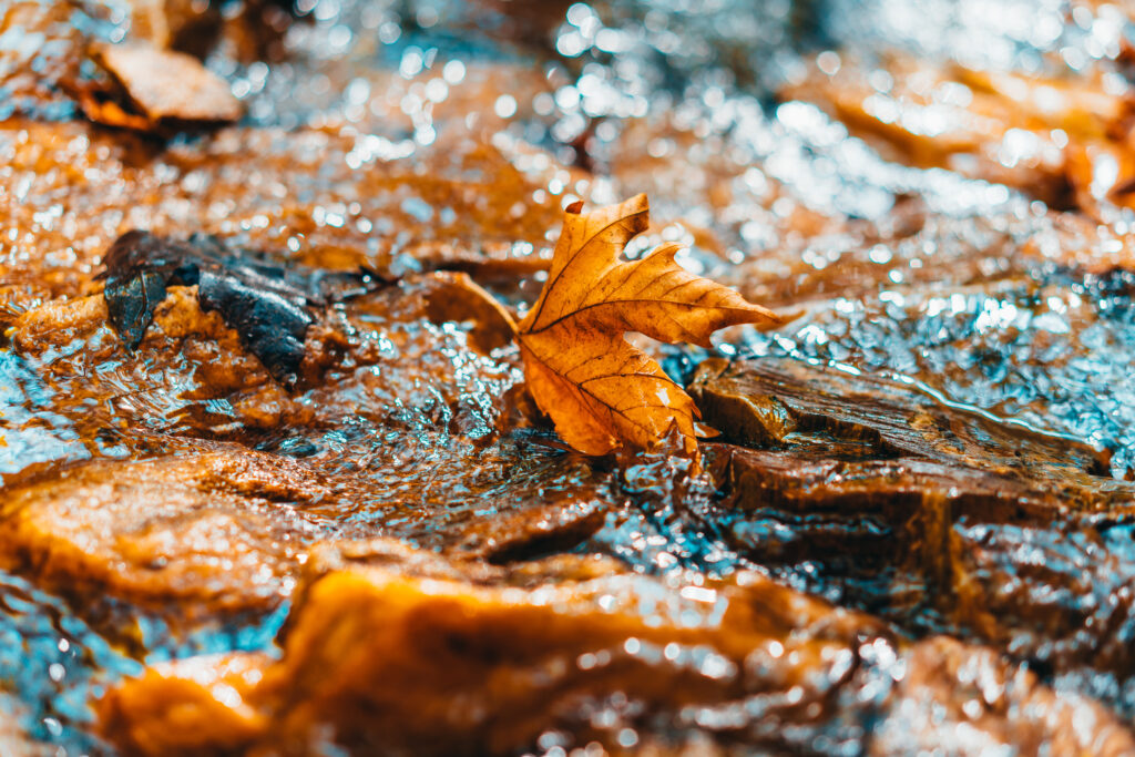 Autumn drains