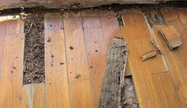 Should I Buy A House With Woodworm?