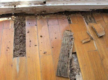 Should I Buy A House With Woodworm?