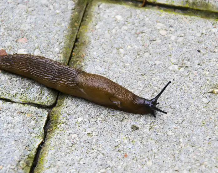 Dealing with Slugs in Your House at Night