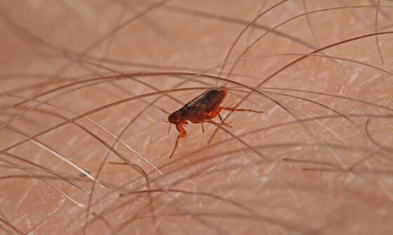 How Long Will Fleas Live In A House Without Pets?