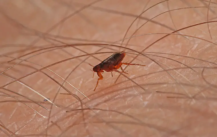How Long Will Fleas Live In A House Without Pets?