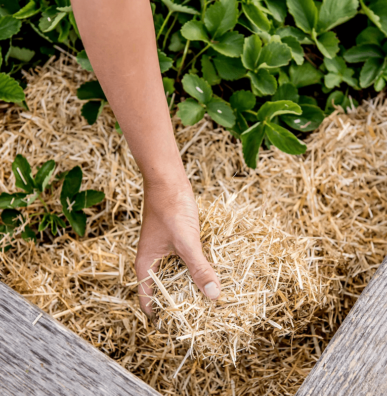 What Is Mulching In Gardening? The Ultimate Guide To Gardening Magic