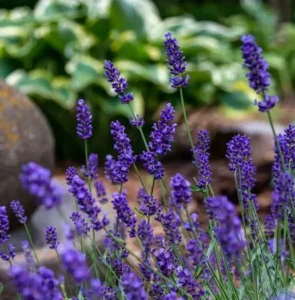 What Are Cottage Garden Plants