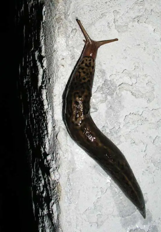 Why Are Slugs Coming In My House At Night?