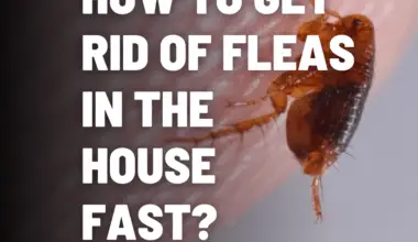 How To Get Rid Of Fleas In The House Fast?