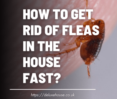 How To Get Rid Of Fleas In The House Fast?