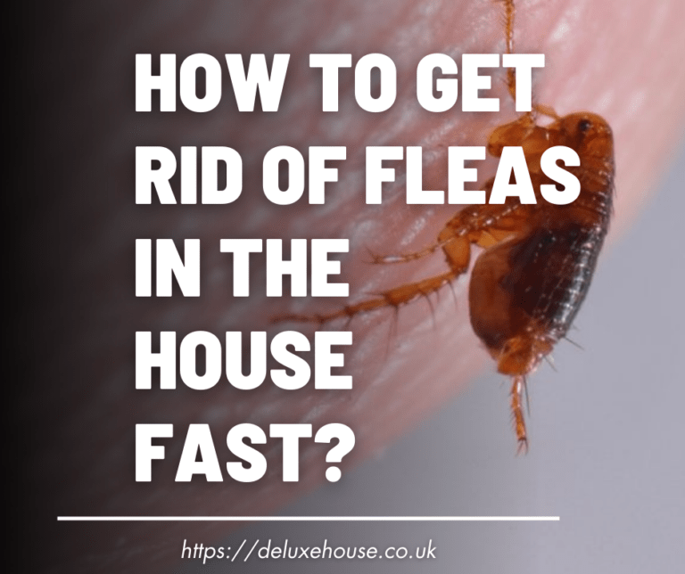 Photo inspiration: Fresh Look at Effective Ways On How To Get Rid Of Fleas In