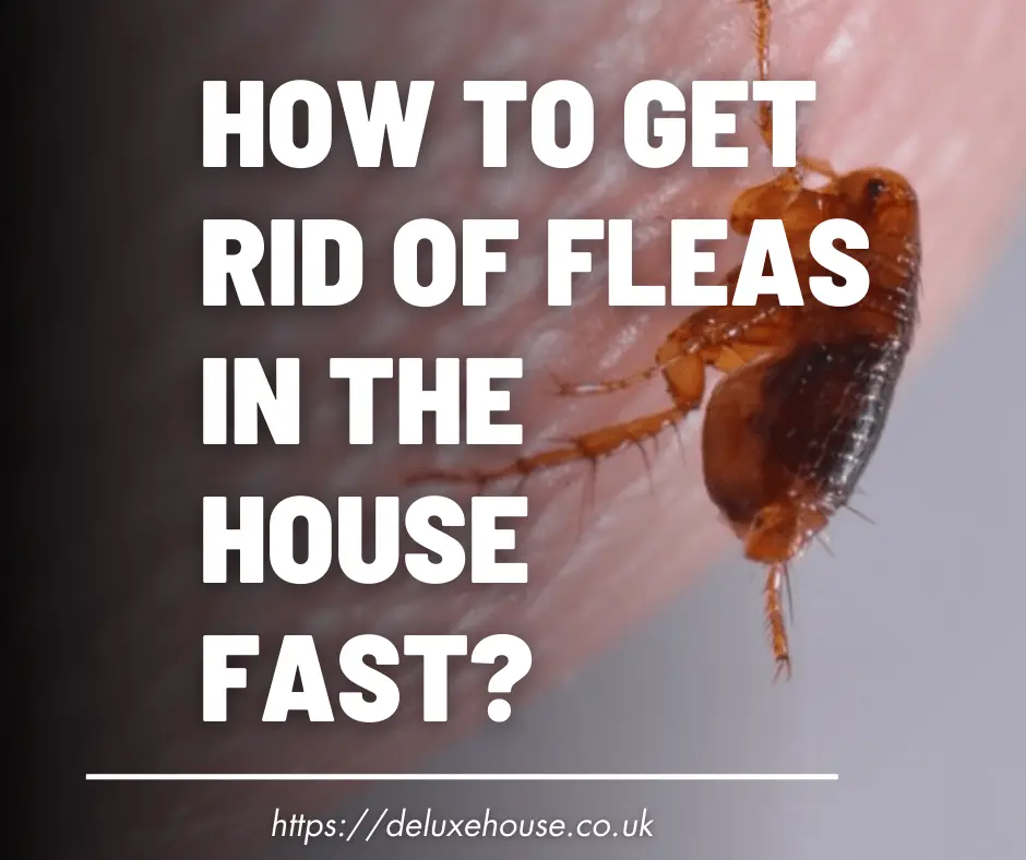 How To Get Rid Of Fleas In The House Fast?