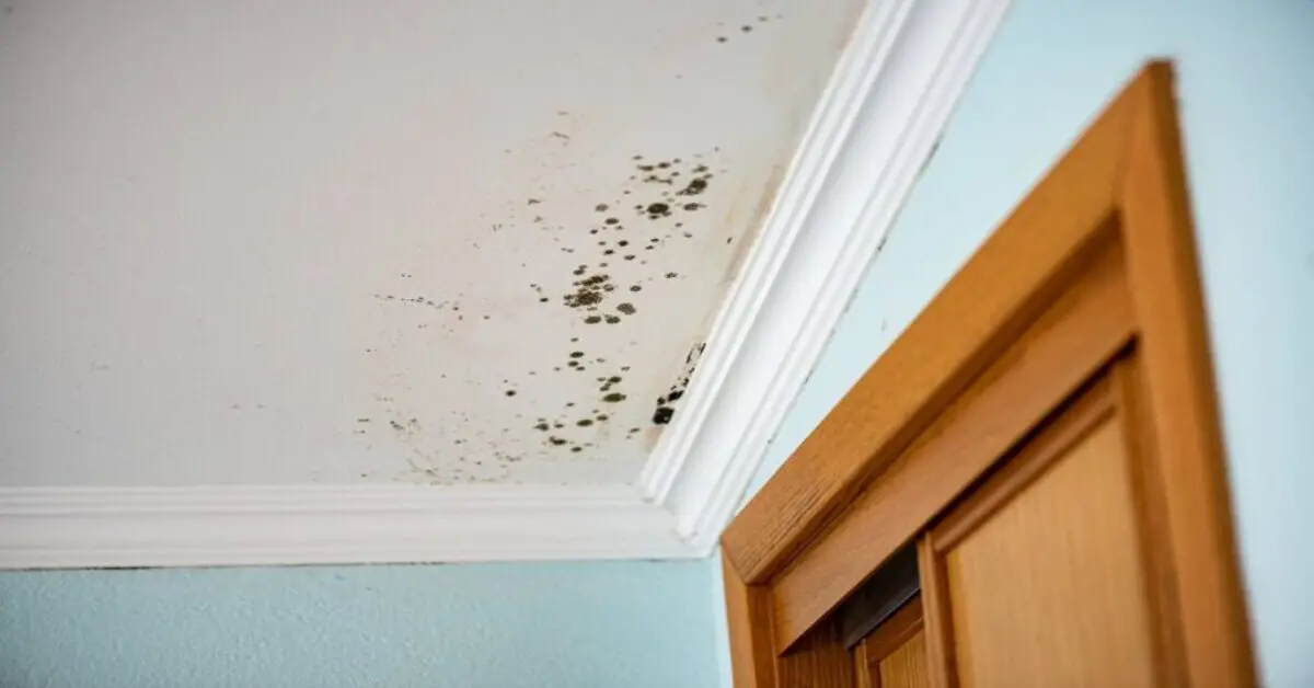 How To Get Rid Of Mould On Ceiling?