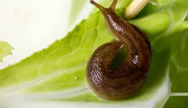 How to Get Rid of Slugs in The House