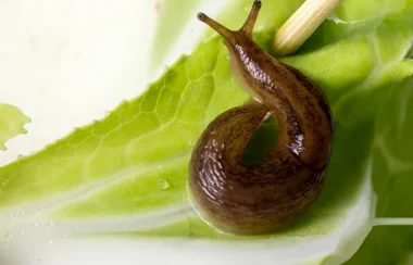 How to Get Rid of Slugs in The House