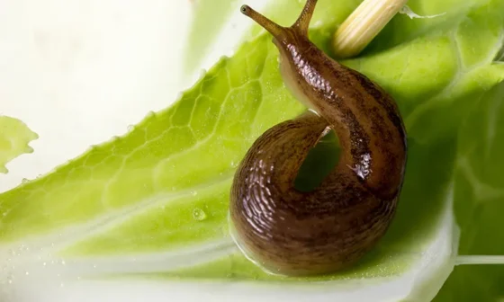 How to Get Rid of Slugs in The House