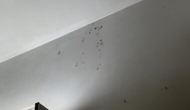 how to remove mould from walls without damaging paint?