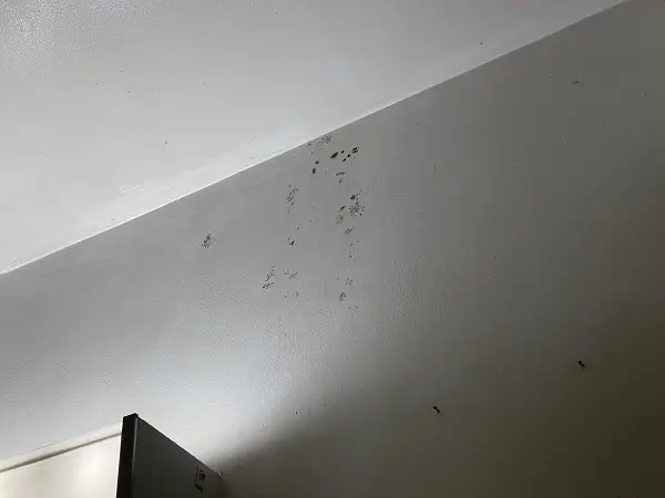 how to remove mould from walls without damaging paint?