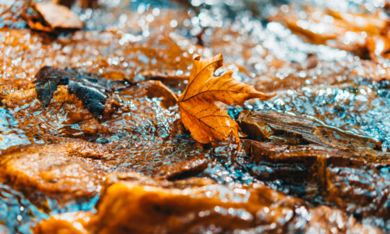 Autumn drains
